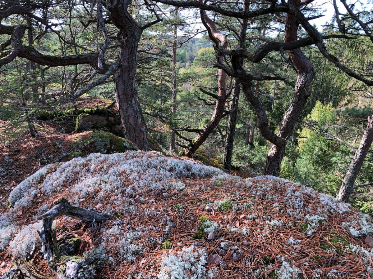 Mysig Och Modern Stuga Pa Snoegard, Naera Havet Och Naturen Lur  外观 照片
